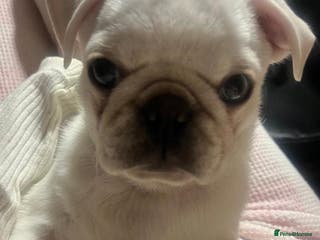Pug dogs White pug puppy - Advert 3