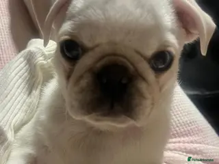 Pug dogs Beautiful rare colour pug puppy - Advert 2