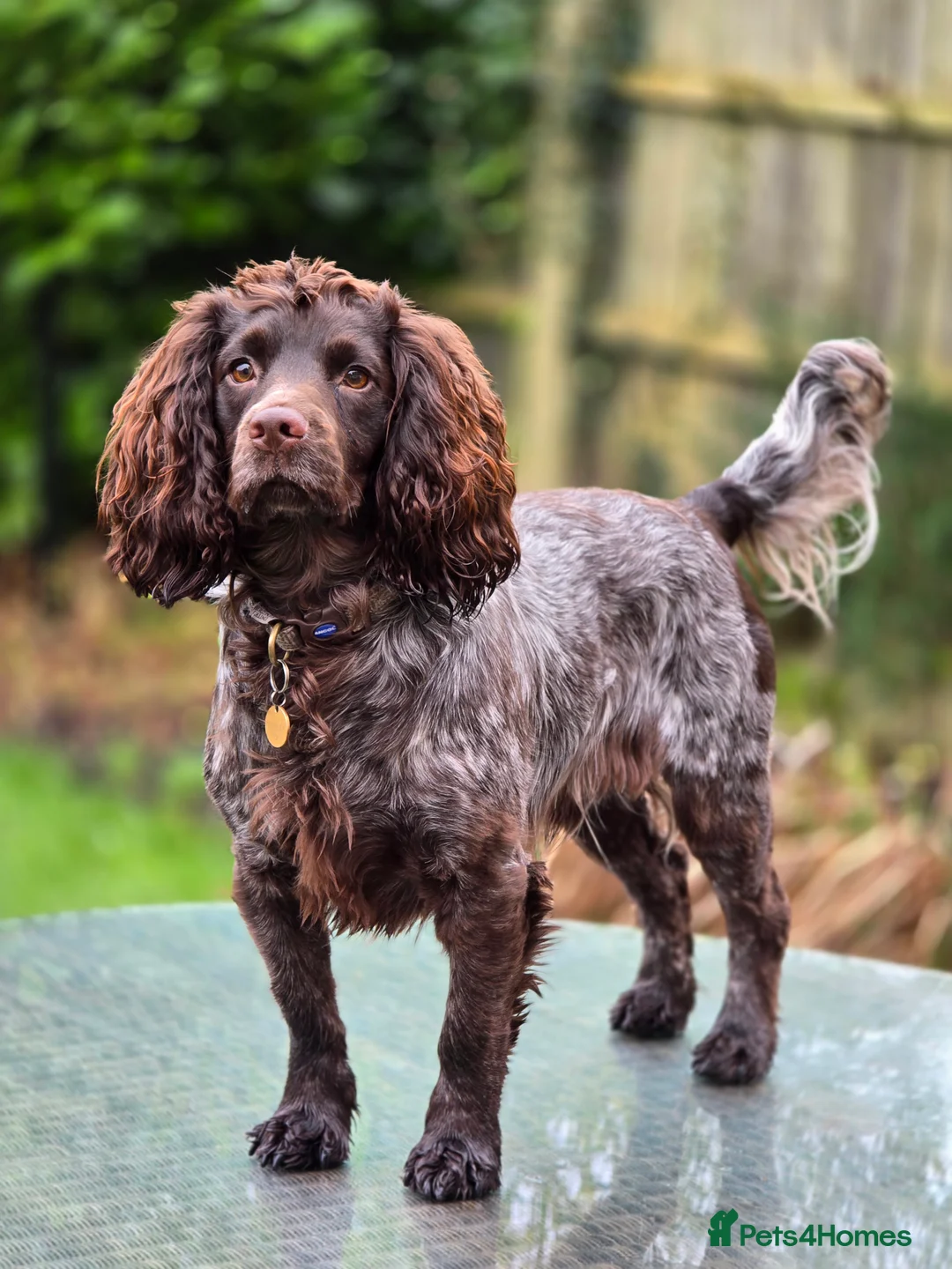 Cocker Spaniel dogs for stud: Prov' Health Tested KC Working Cocker Spaniel Stud - Advert 6