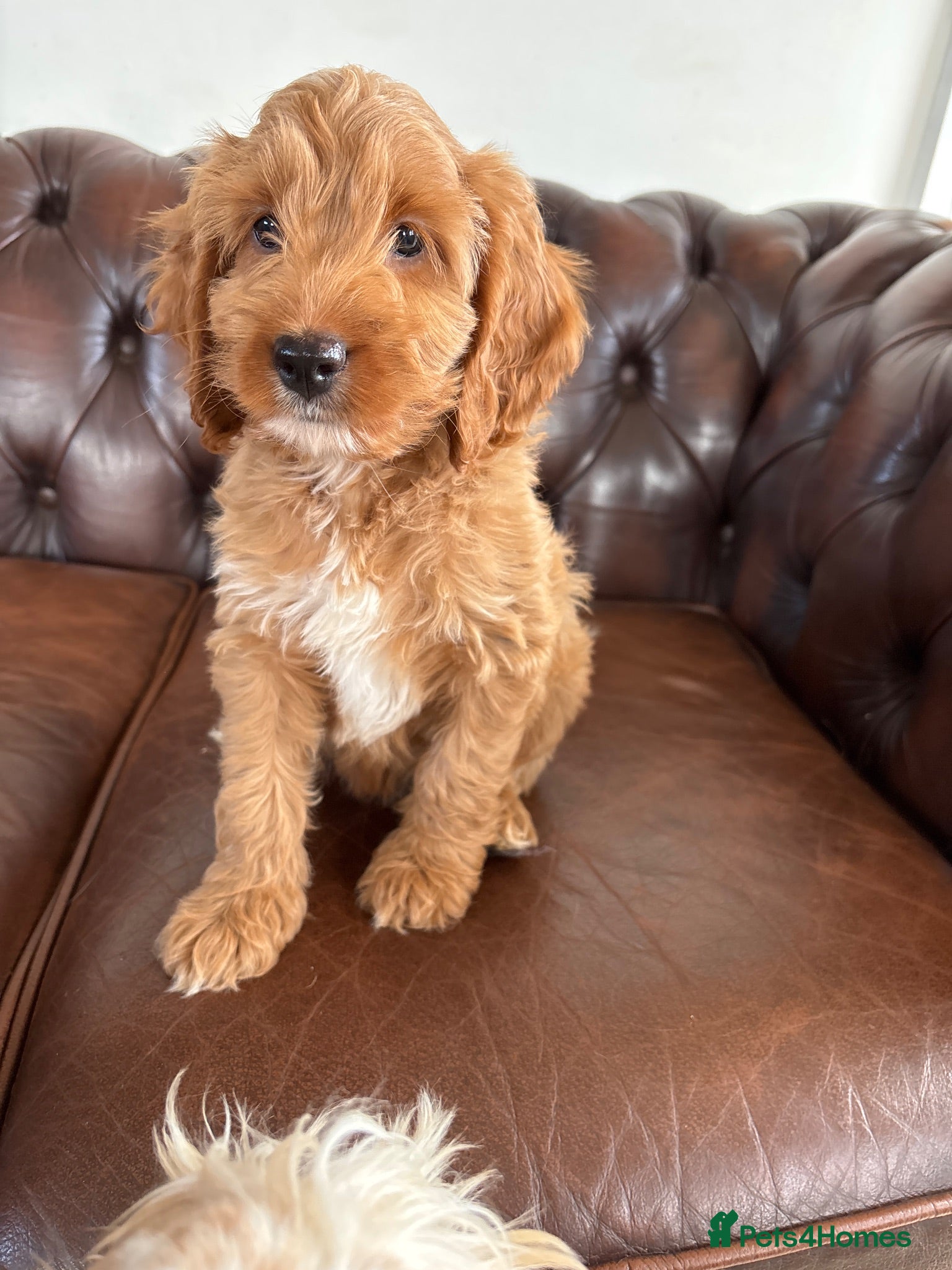 Cockapoo dogs F1 cockapoo puppies - 1 GIRL  - Advert 1