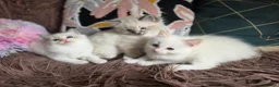 Ragdoll cats for sale: GCCF Registered Gorgeous Kittens  - Advert 20