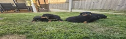 Rottweiler dogs for sale: KC Registered Rottweiler Puppies 4 Beautiful Males in Gainsborough - Advert 11