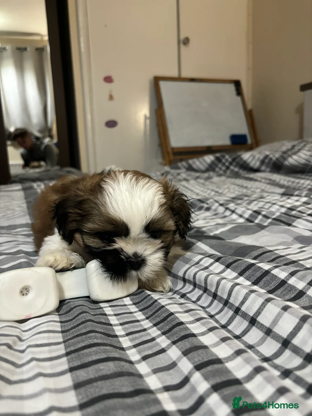 Shih Tzu dogs for sale: Shih Tzu puppies - Advert 12