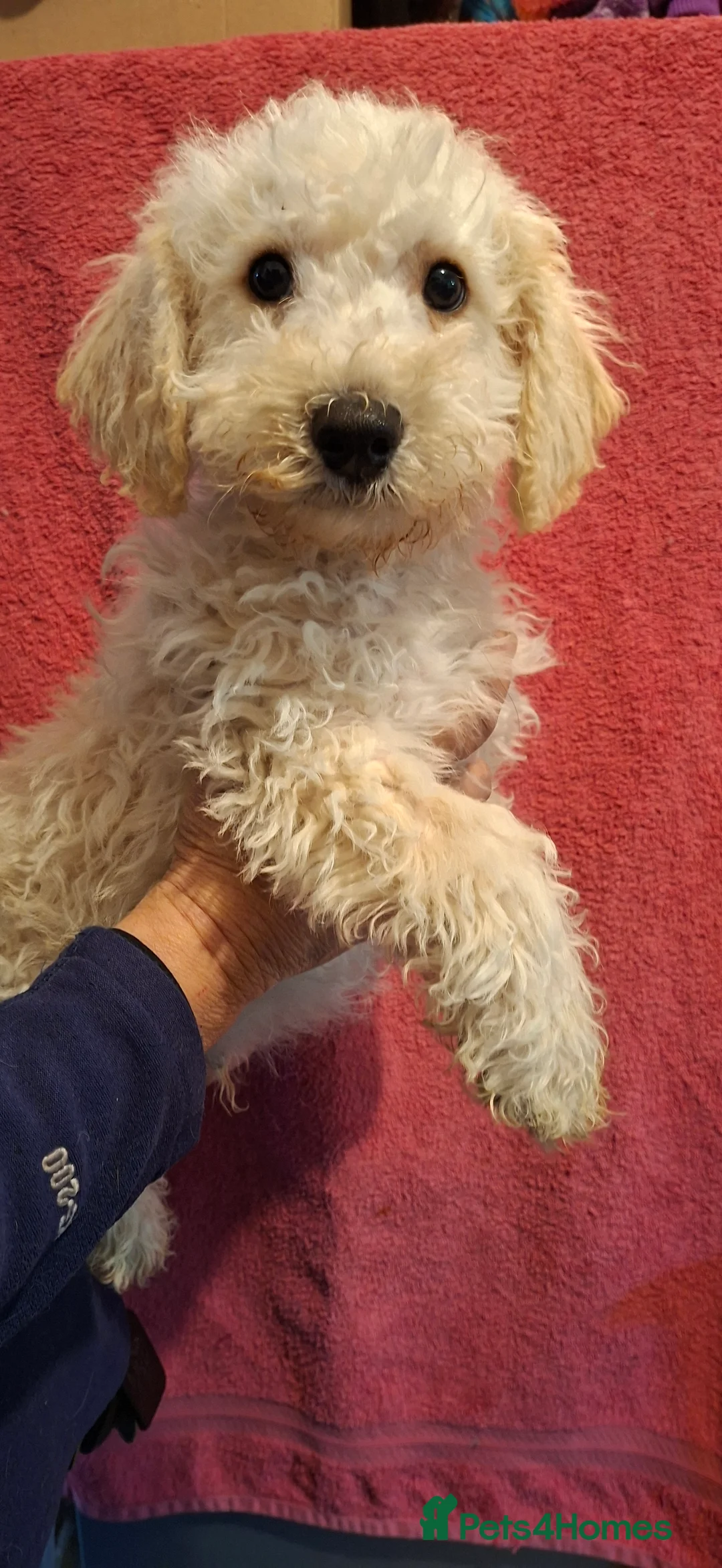 Poochon dogs for sale: Beautiful mini poodle x bichon frise puppies - Advert 2