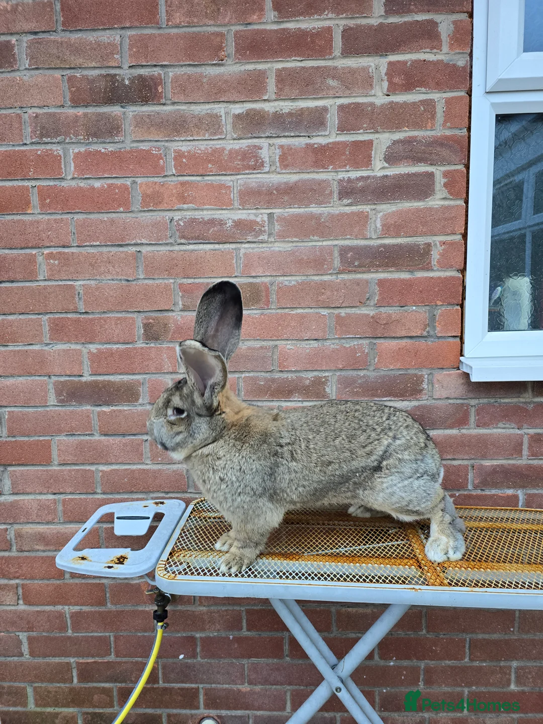 Continental Giant rabbits for sale: ready to go. - Advert 6