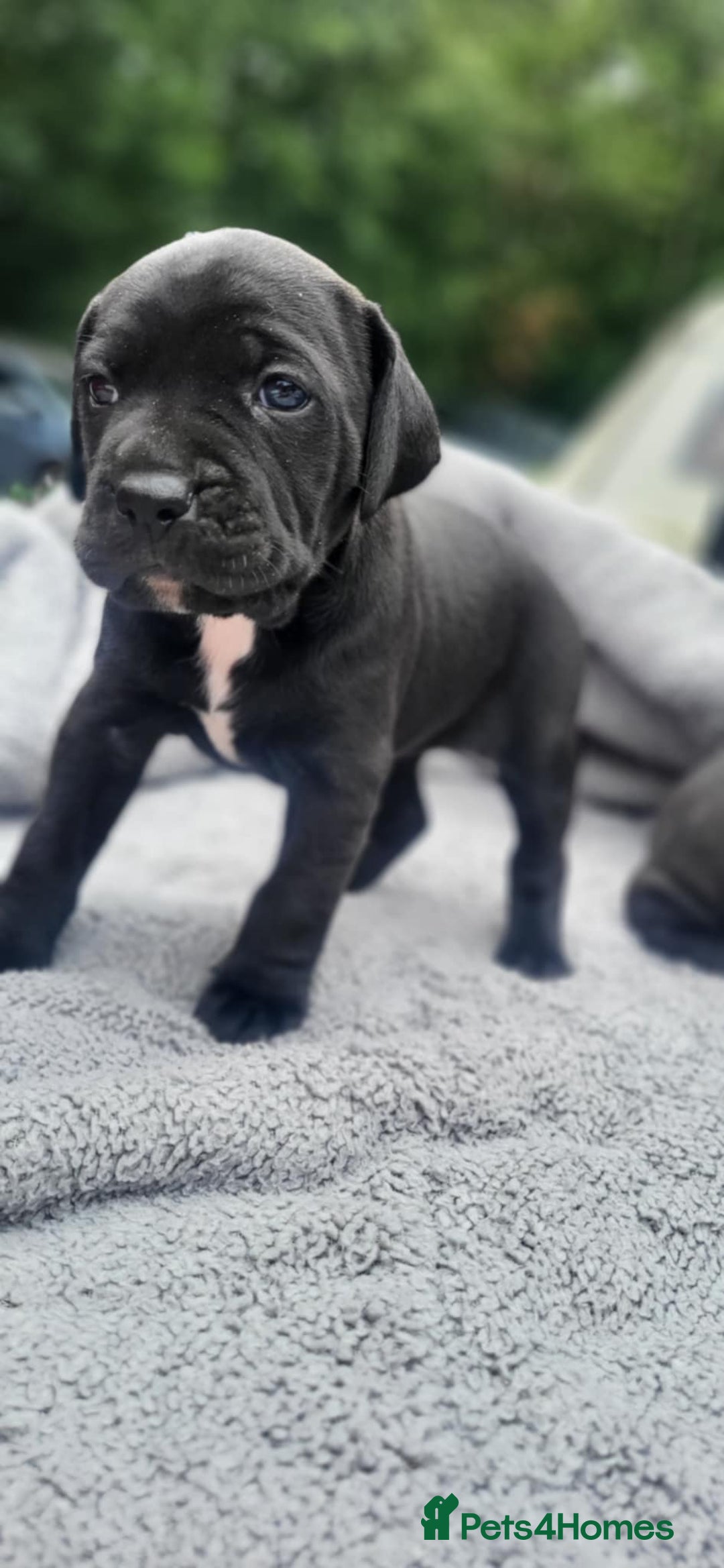 Mixed Breed dogs for sale: Ready to collect – Cane Corso puppies  - Image 30