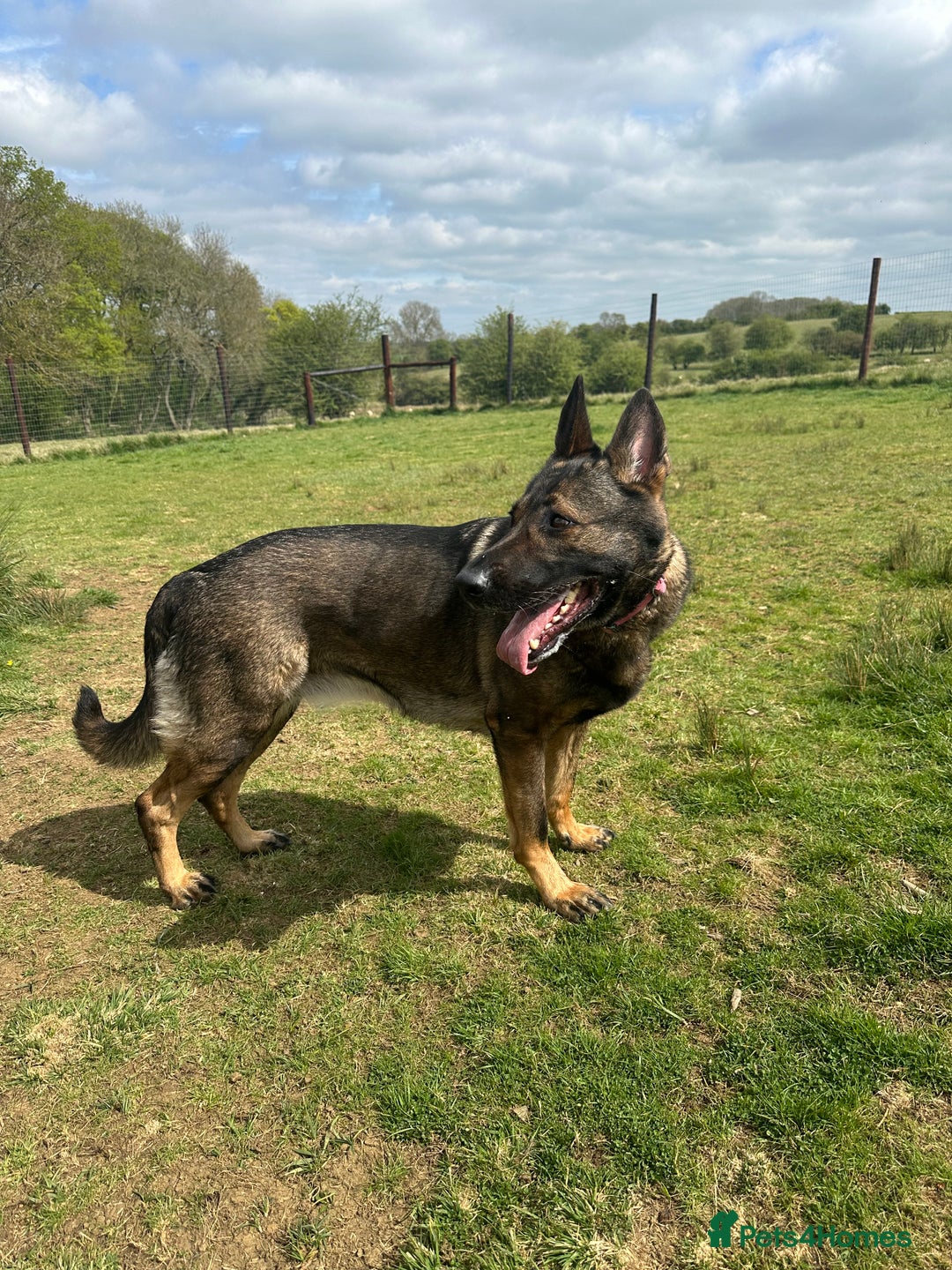 German Shepherd dogs for sale: Rehoming my GSD-loving, committed home only. - Image 2