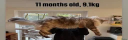 Maine Coon cats for sale: Family Raised Russian Maine Coons  - Advert 10