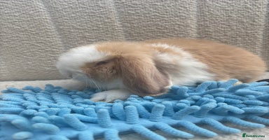 Mini Lop rabbits - Advert 2