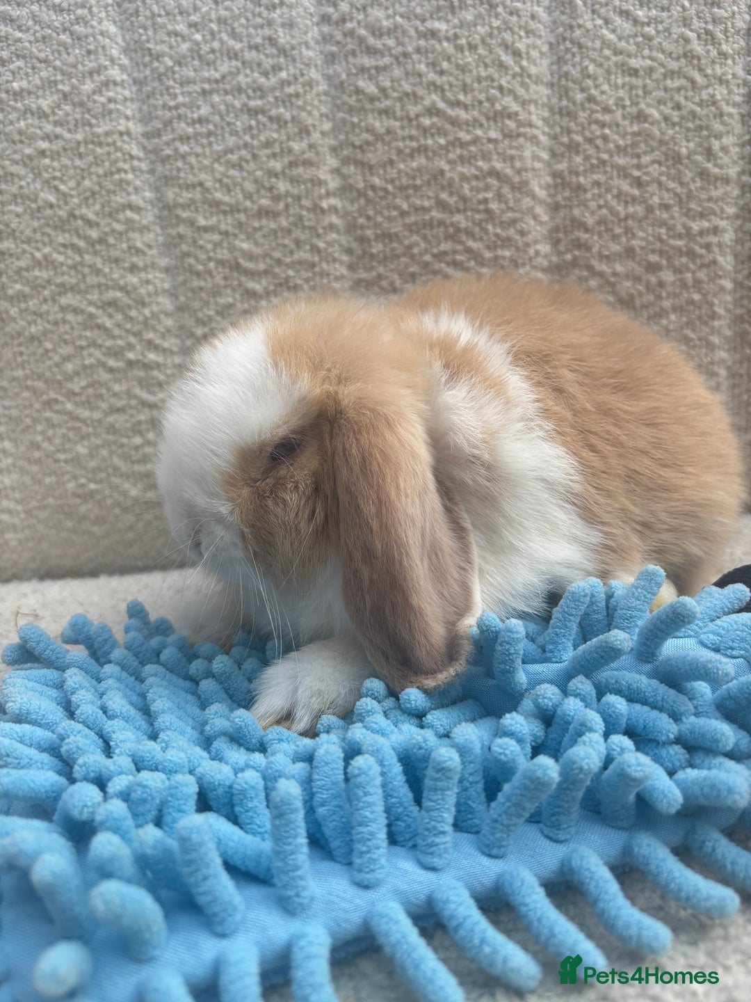 Mini Lop rabbits for sale: Pure bred mini lops - ready to leave  - Image 2