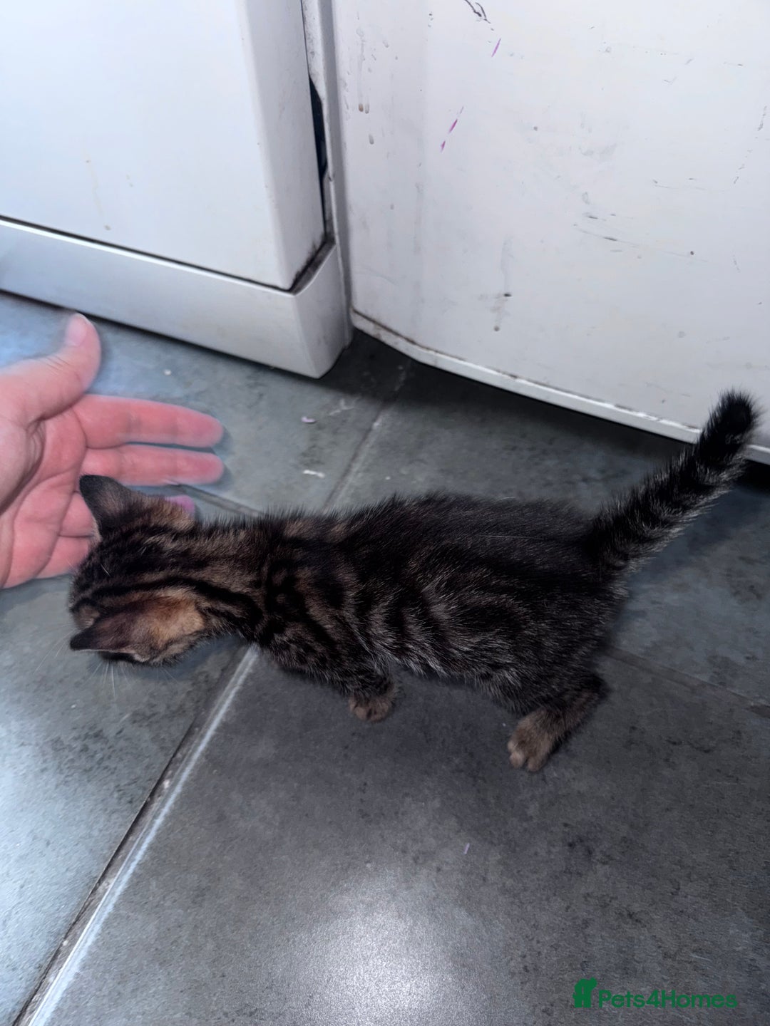 Bengal cats for sale: Bengal Kittens ready to be reserved  - Image 5