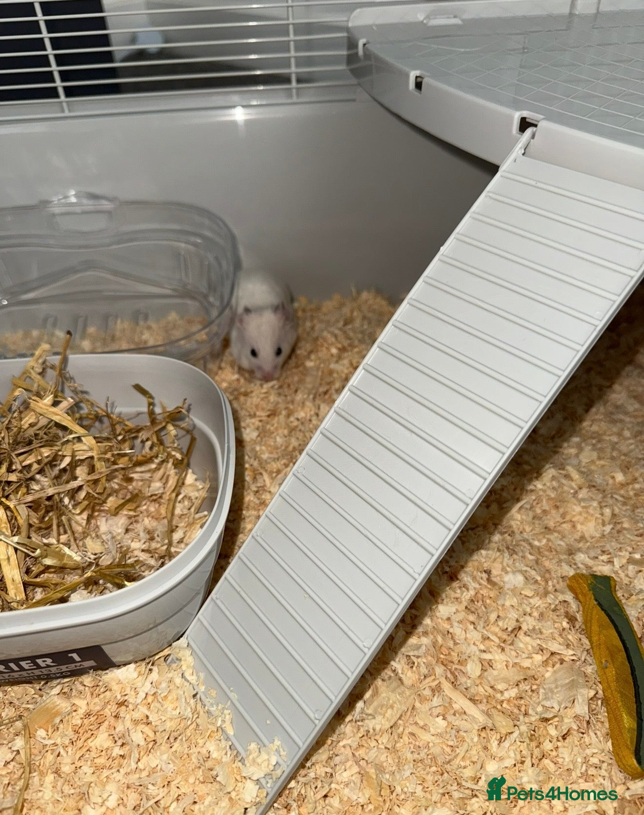 Hamster rodents Rehoming Syrian hamster  - Advert 18