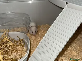 Hamster rodents Rehoming Syrian hamster - Advert 16