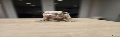 American Bully Puppy 3