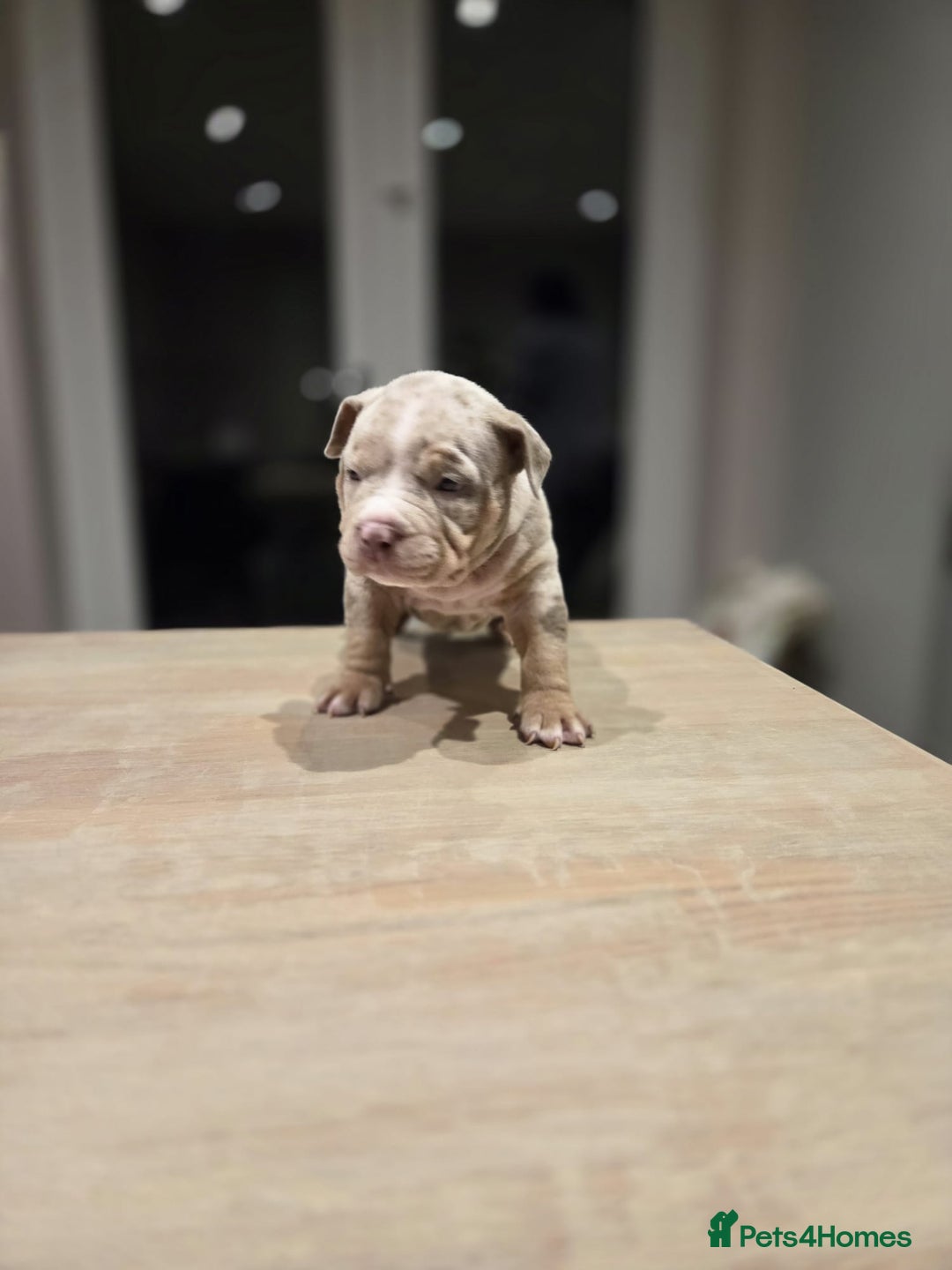 American Bully dogs for sale: Luna x Dynamite puppies🧨🧬 4 girls✅ 4 boys✅ - Advert 10
