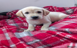 Labrador Retriever dogs for sale: Beautiful Labrador puppys  - Image 40