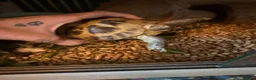 Tortoise reptiles for sale: Horsefield tortoise in Wallasey - Advert 1