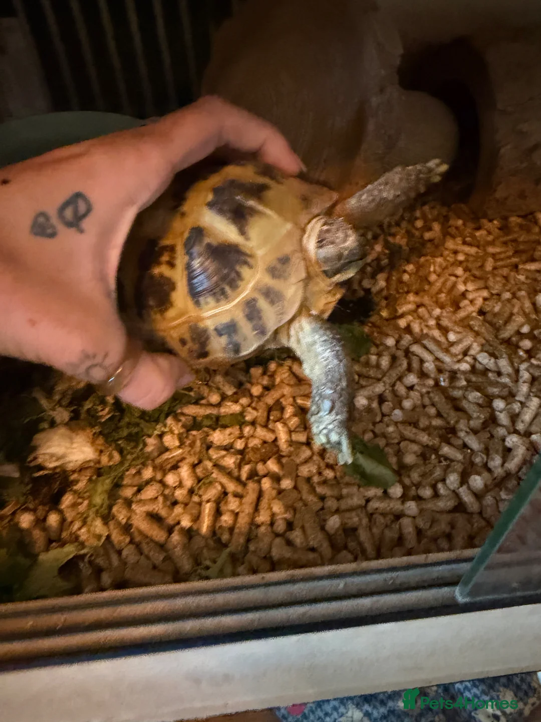 Tortoise reptiles for sale: Horsefield tortoise in Wallasey - Advert 1