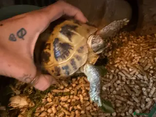 Tortoise reptiles Horsefield tortoise - Advert 1