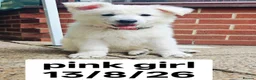 White Swiss Shepherd dogs for sale: Stunning KC reg long-coated White Swiss Shepherd - Advert 6