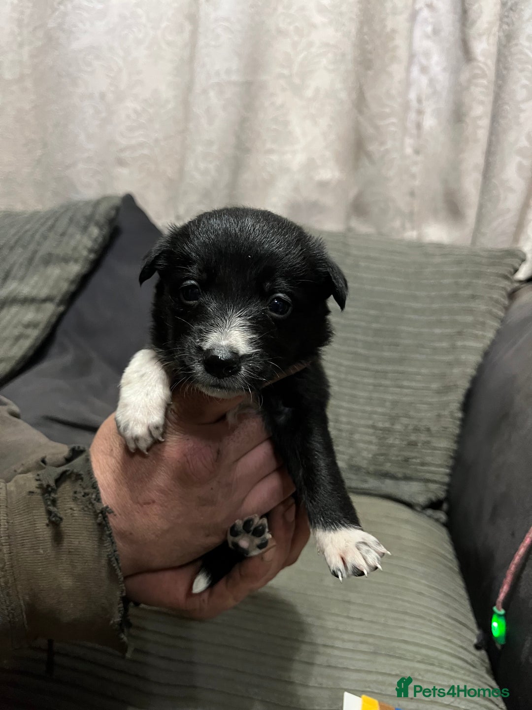 Mixed Breed dogs for sale: Collie pups!  - Advert 1