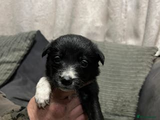 Mixed Breed dogs Collie pups! - Advert 10