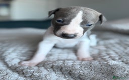 Whippet dogs for sale: 🏆KC Whippet Puppies - Gentle, Elegant & Loving🏆 - Image 18