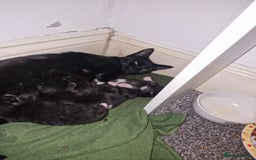 British Shorthair cats for sale: Black and white kittens and one black - Image 1