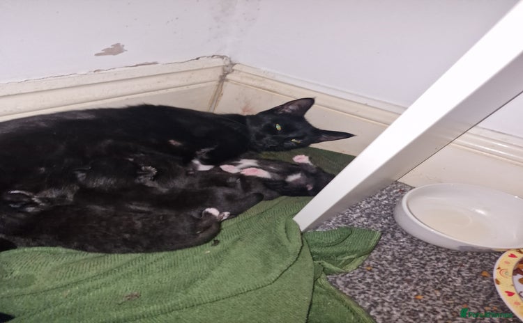 British Shorthair cats - Advert 2