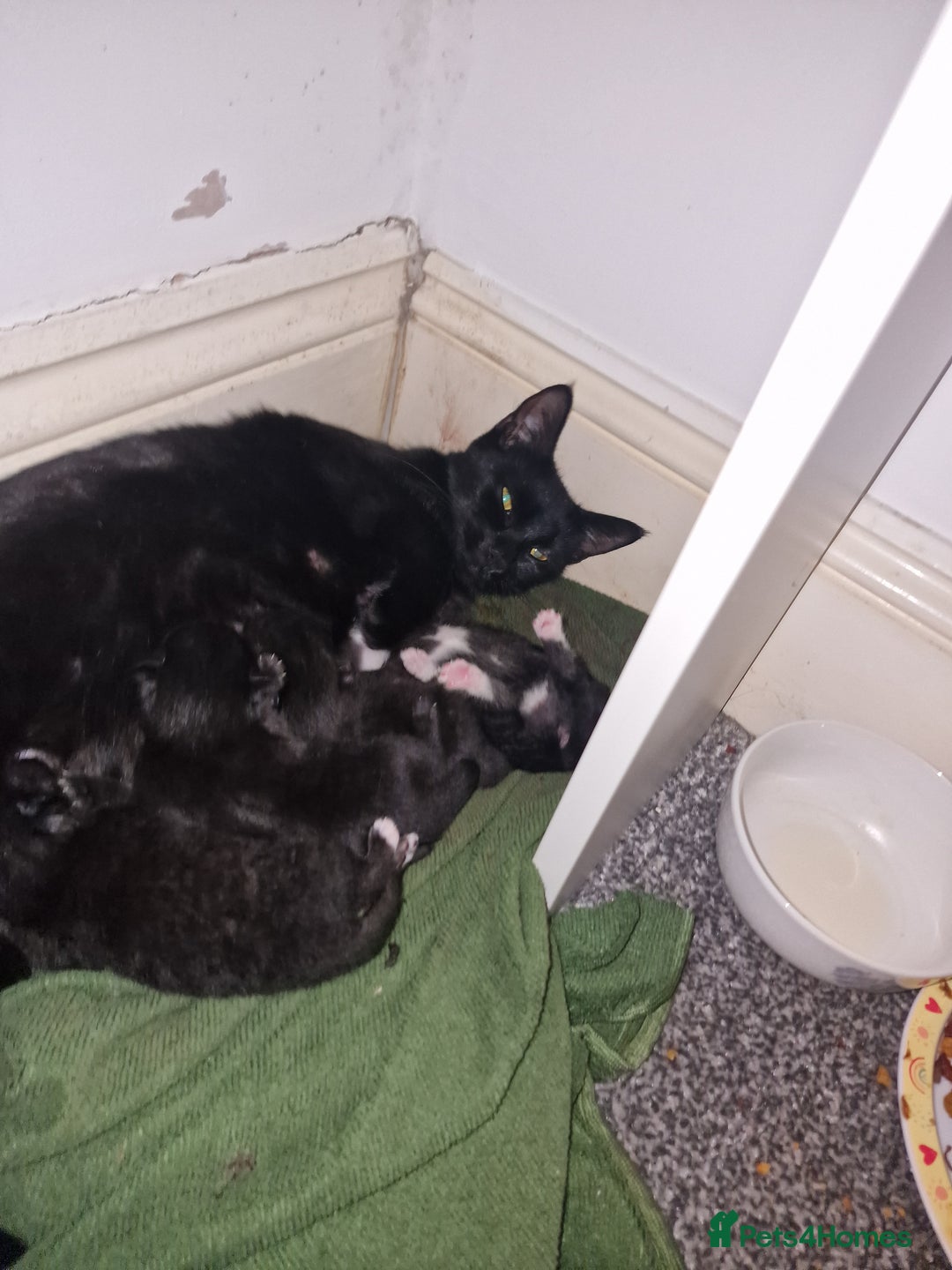 British Shorthair cats for sale: Black and white kittens and one black - Image 1