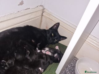 British Shorthair cats - Advert 5