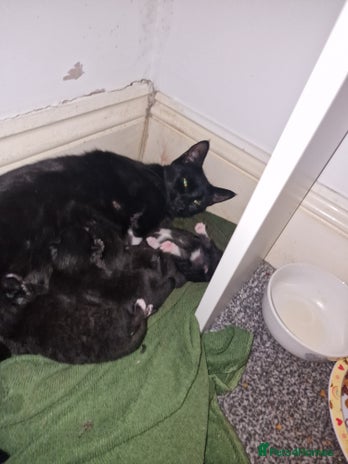 British Shorthair cats - Advert 2