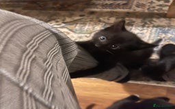 Mixed Breed cats for sale: 3 kittens left   - Advert 4