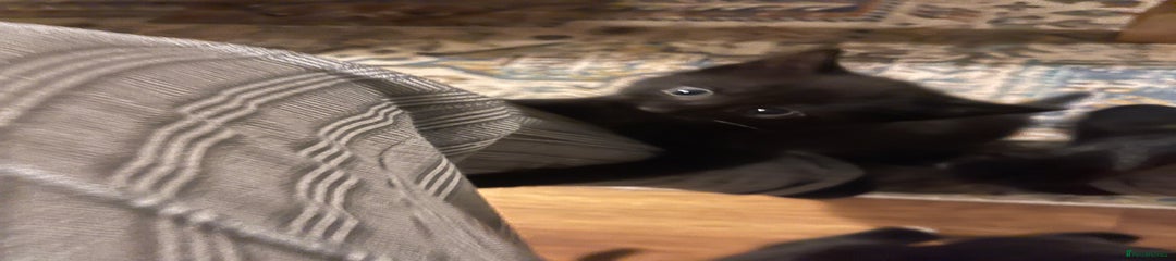 Mixed Breed Kitten 1