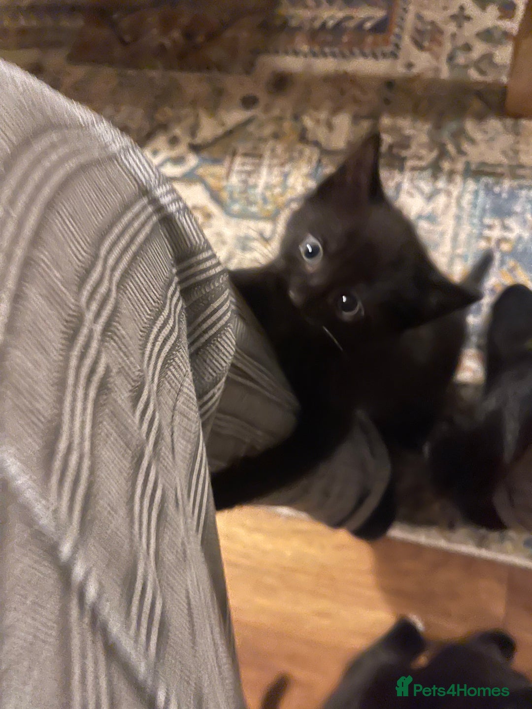 Mixed Breed cats for sale: 3 kittens left   - Advert 4