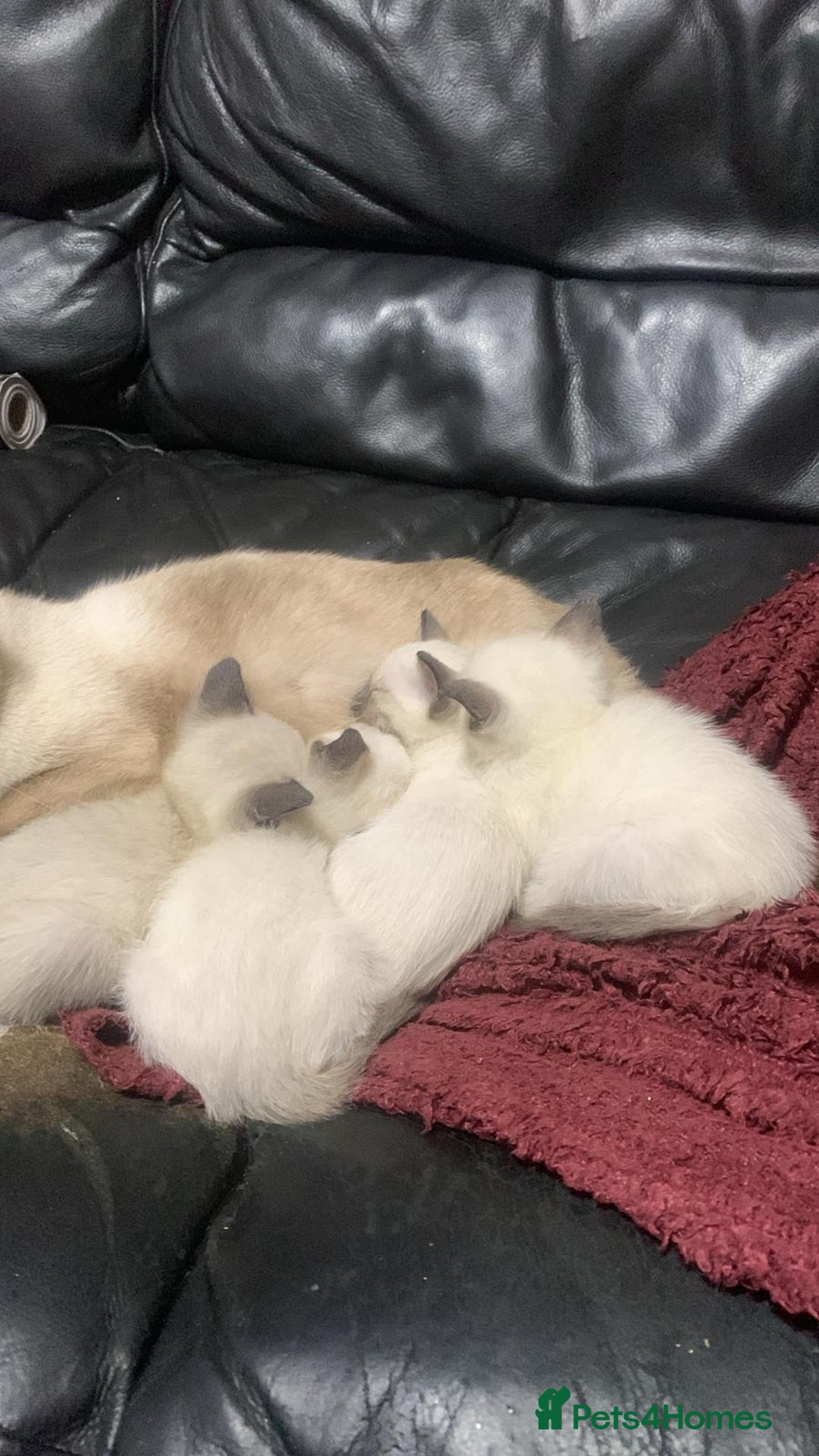 Siamese cats for sale: Siamese  - Advert 12