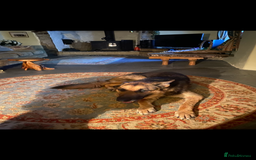 German Shepherd dogs for sale: Strider - Advert 2