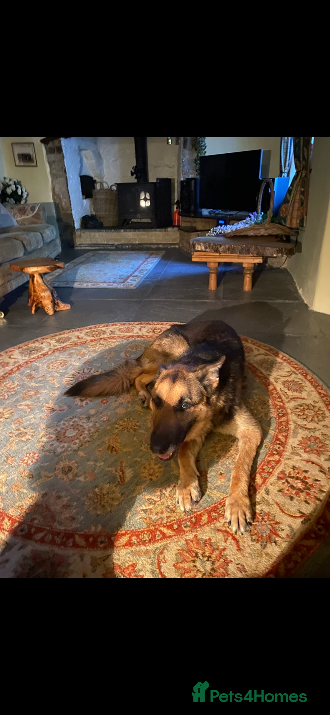 German Shepherd dogs for sale: Strider - Advert 2