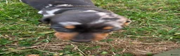 Miniature Dachshund dogs for sale: Miniature dachshund  - Advert 10
