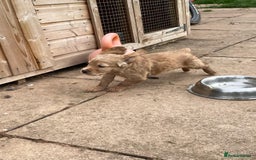 Cocker Spaniel dogs for sale: KC registered cocker spaniel pups for sale  - Image 27