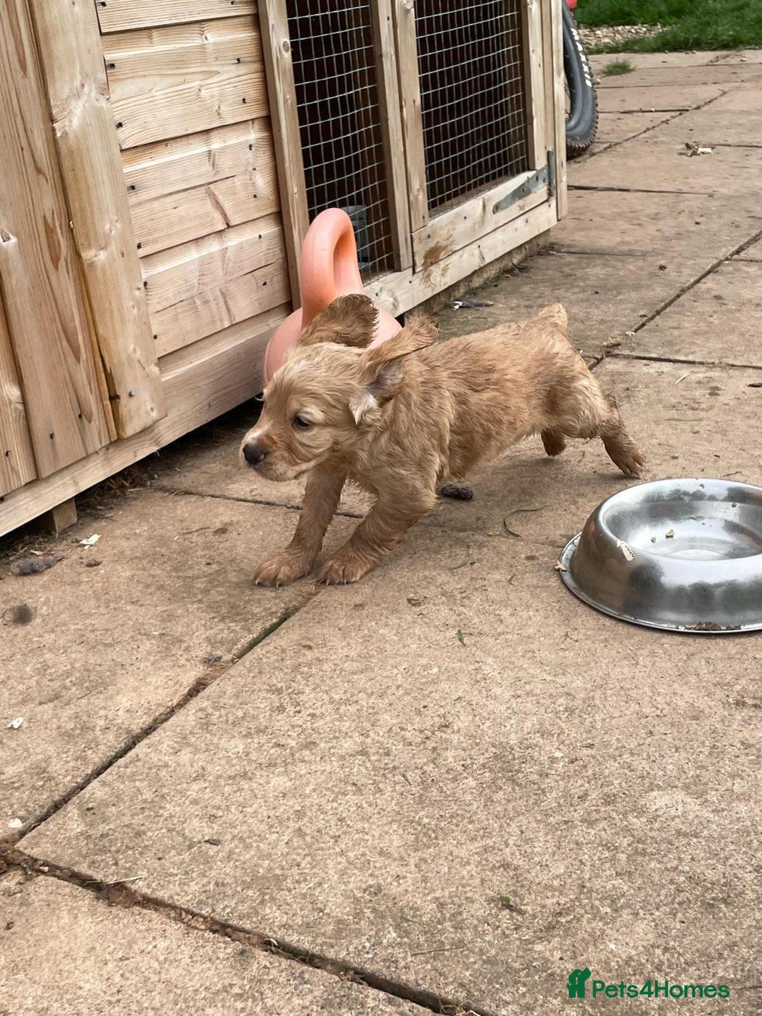 Cocker Spaniel dogs for sale: KC registered cocker spaniel pups for sale  - Image 27