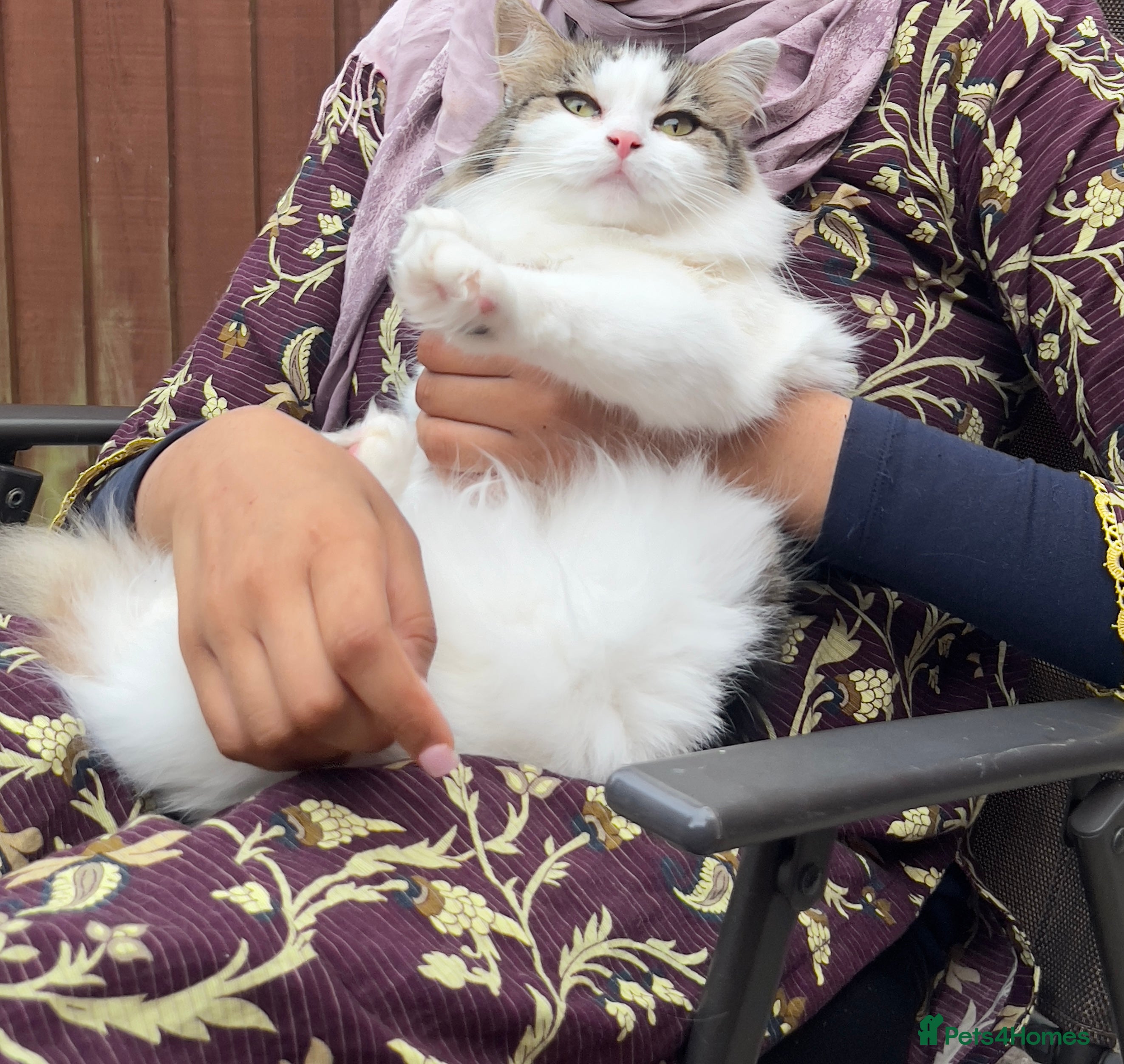 Mixed Breed cats Mixed breed kitten for sale!  - Advert 1