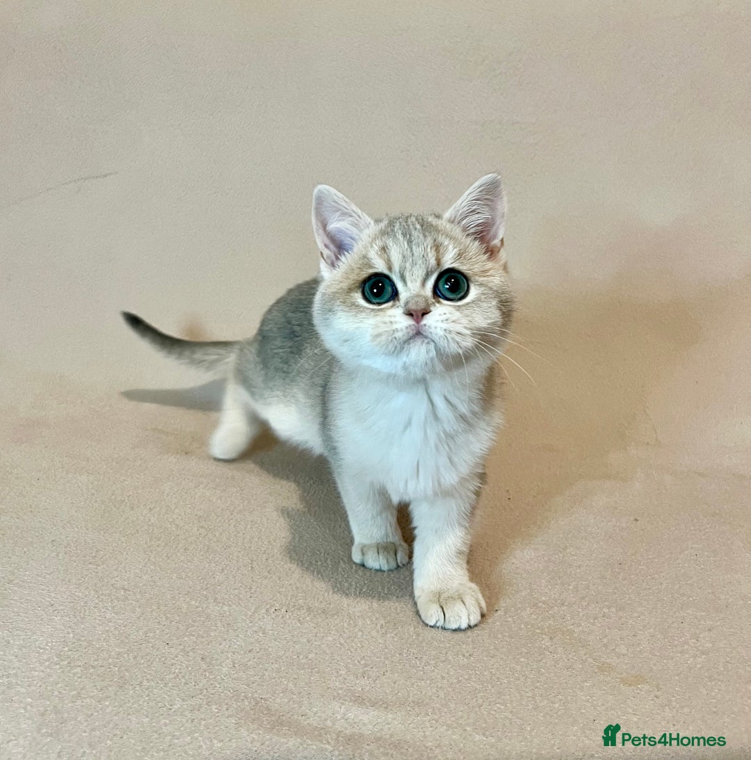 British Shorthair cats for sale: 🐾 Pure BSH Kittens 🐾  - Advert 38