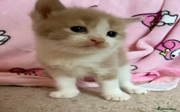 British Shorthair cats for sale: 🐾Turkish Angora × British Blue Kittens Ready Soon - Image 7