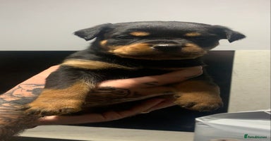 Rottweiler dogs - Advert 1