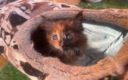 Maine Coon cats for sale: Big maine coon kittens  - Image 9