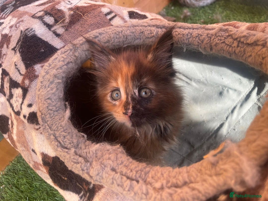 Maine Coon cats for sale: Big maine coon kittens  - Image 9