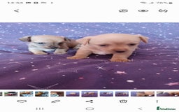Mixed Breed dogs for sale: Stig  - Image 5