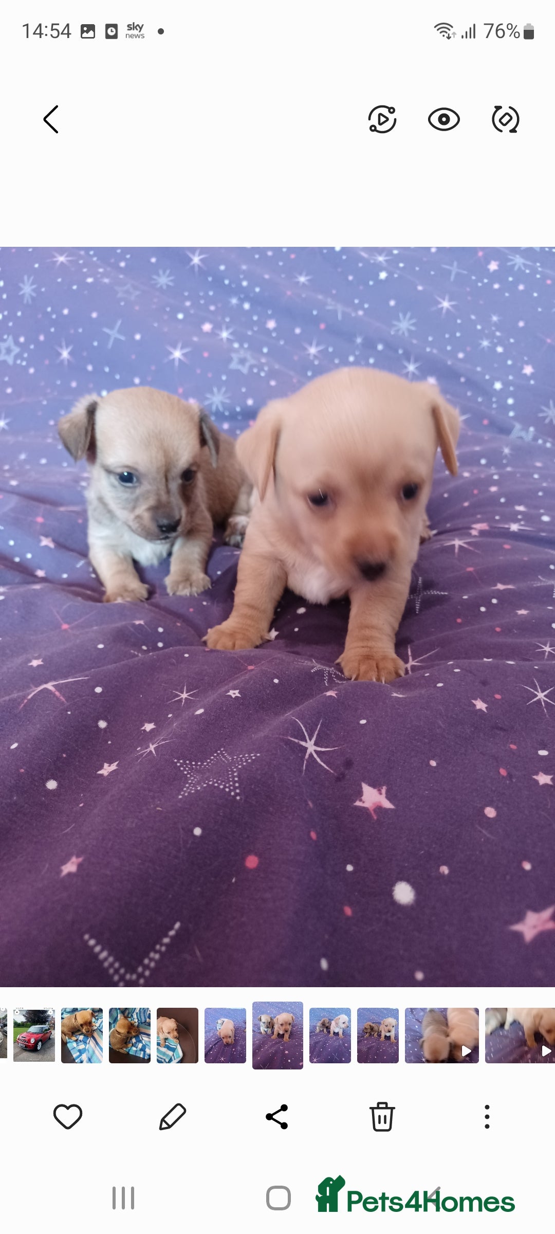 Mixed Breed dogs for sale: Stig  - Image 5