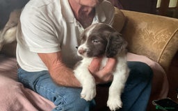 English Springer Spaniel dogs for sale: English Springer Spaniels - Image 6